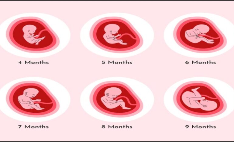 First Trimester Fetal Development