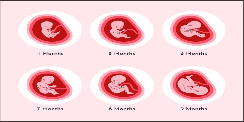 First Trimester Fetal Development | Viksoncare