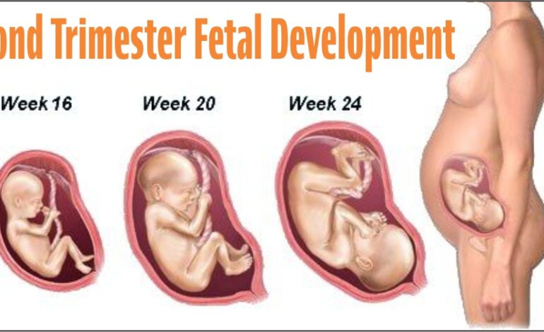 Second Trimester Fetal Development