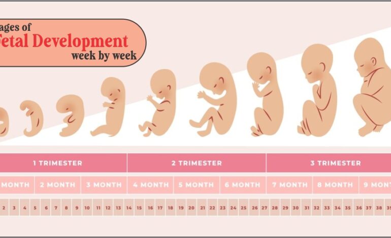Stages of fetal development week by week